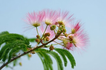 Obraz premium Pink mimosa flower blossoms against clear blue sky
