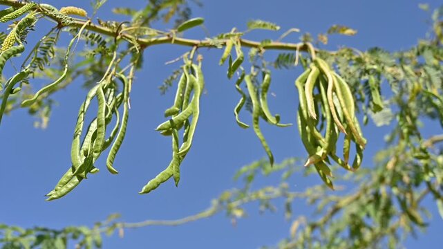 A clear, detailed close-up showing the delicate, feathery leaf structure of the Baval prosopis juliflora tree, highlighting its natural pattern, texture, 