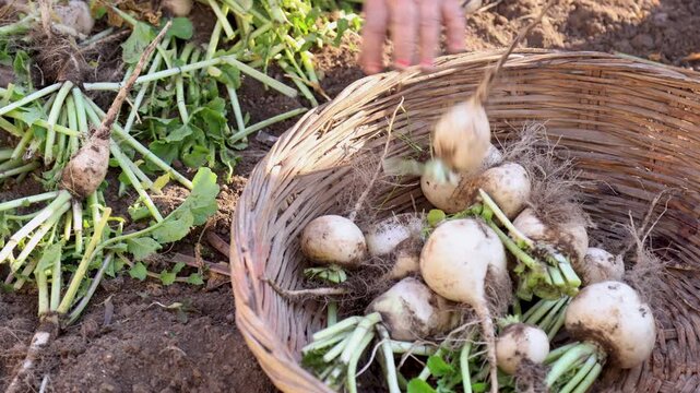 Close up of hands pulling round radish from soil during harvest symbolizing agriculture organic vegetable farming manual labor traditional cultivation and rural livelihood