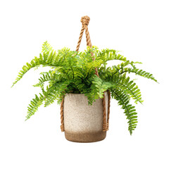 Lush green Boston fern plant beautifully displayed within a textured speckled ceramic hanging planter on transparent background