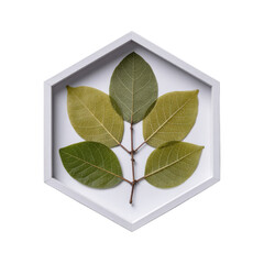 Five preserved botanical leaves displaying intricate vein patterns carefully mounted within a modern white hexagonal frame on transparent background