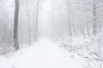 Bright wide-angle shot of a white snowy trail vanishing into thick mist and frozen woodland.Dreamy High-Key Winter Landscape of a Snow Covered Forest Road in Dense Fog. © Sergej
