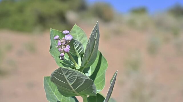 Calotropis procera with blue sky, beautiful flower, flowers with green leaves, 
