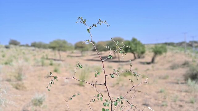 Sidr tree Ziziphus spina-christi or another Jujube species Ziziphus jujuba ready to use 