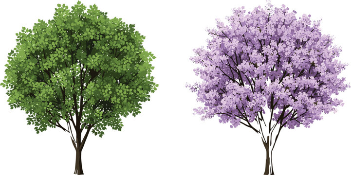 Green Leafy Summer Tree and Purple Flowering Spring Jacaranda Tree Vector Illustration Set Isolated on White Background for Landscape Design