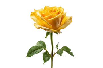 Obraz premium Single yellow rose bloom with layered curved petals, subtle gradient shading, green stem and small leaves, florist style cut flower, isolated on transparent background.