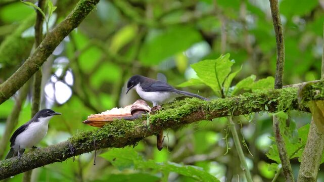 Dark-backed Sibia (Heterophasia melanoleuca ) birdwatching in natural habitat