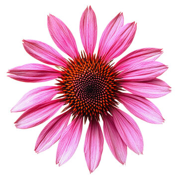 A vibrant pink echinacea flower with a white background.