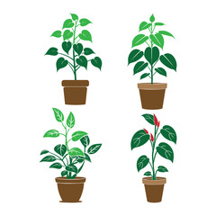 Obraz premium Potted Plant vector Illustration 
