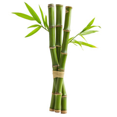 Fototapeta premium Three bamboo stalks with leaves isolated on a white background.