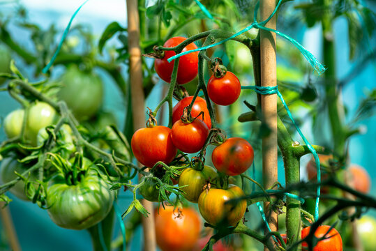 A garden greenhouse made of foil standing on the grass, with various tomatoes visible.