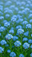 Fototapeta premium Vibrant blue forget-me-nots bloom.