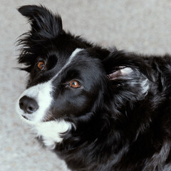 Border collie - primo piano