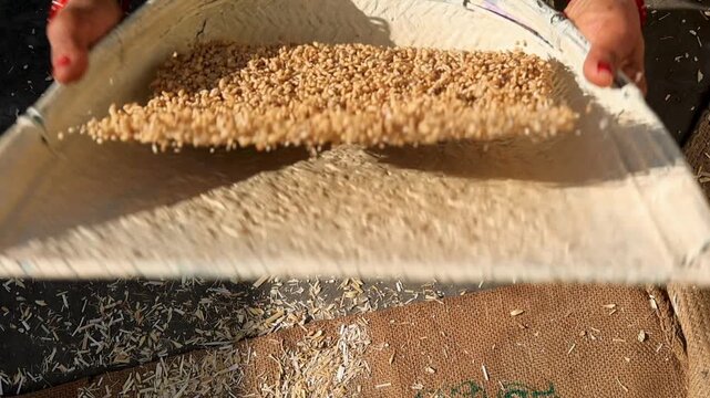 Close up of rural Indian hands winnowing grain using traditional tray in village setting symbolizing poverty agriculture manual labor food processing and subsistence livelihood