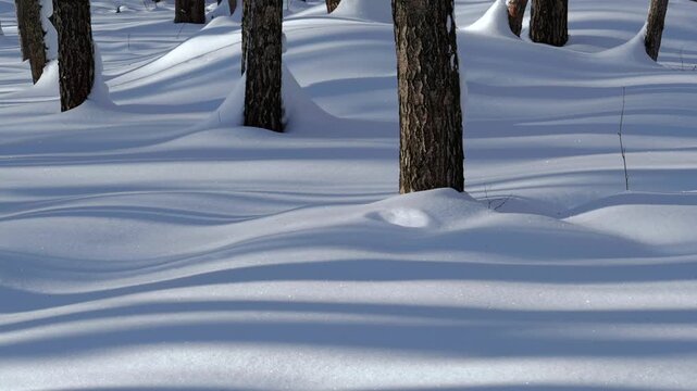 Timelapse of long shadows on snow in a winter forest. Mooving shadows, timelapse video.