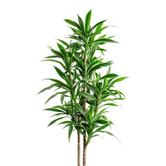 Fototapeta premium A green plant with variegated leaves on a white background.