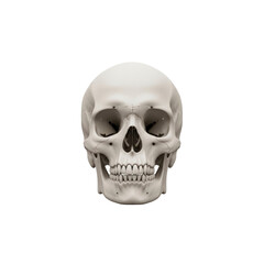Obraz premium Anatomical human skull front view isolated On Transparent Background