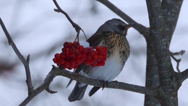 Close-up of a fieldfare perched on a rowan branch beside red berries, standing on one leg, resting during a cold, windy winter day.