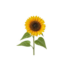 Obraz premium Single sunflower bloom isolated On Transparent Background