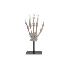 Fototapeta premium Anatomical model of a human hand skeleton on stand
