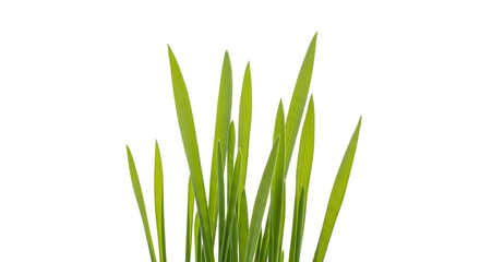 Fototapeta premium Green grass blades isolated on transparent background