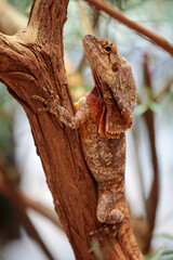 Fototapeta premium Kragenechse (Chlamydosaurus kingii) Australien und Neuguinea