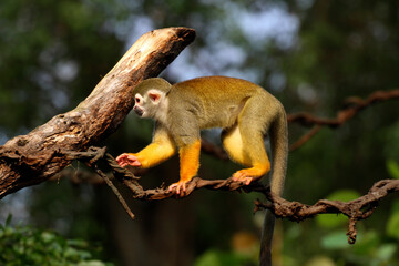 Obraz premium Totenkopfaffen oder Totenkopfäffchen (Saimiri)