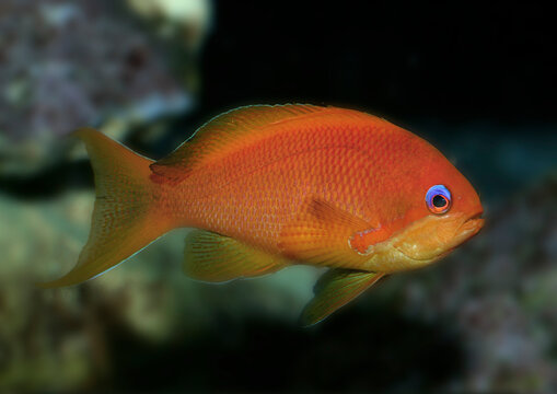 Juwelen-Fahnenbarsch (Pseudanthias squamipinnis) Weibchen