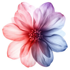 Fototapeta premium A red and blue flower with a white background. The flower concept of nature and beauty. The flower is a dahlia.