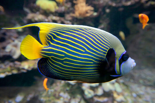 Imperator-Kaiserfisch (Pomacanthus imperator) Indopazifik