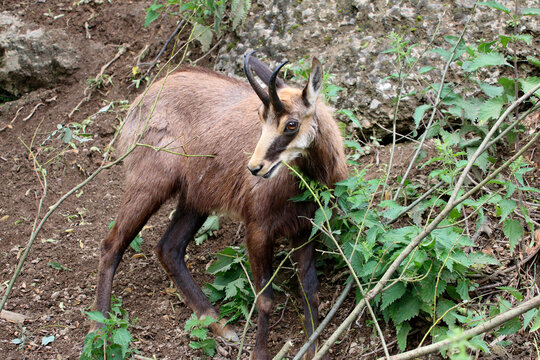 (Alpen-)G&auml;mse (Rupicapra rupicapra) auch Gemse oder Gamswild, Europa und Kleinasien
