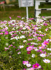 flowers in the garden