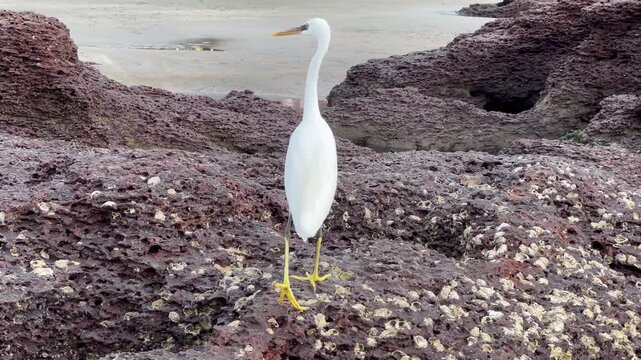 Little white egret hunting, Goa, India. Great egret walking on the beach. 
 