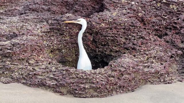 Little white egret hunting, Goa, India. Great egret walking on the beach. 