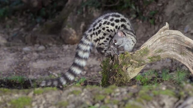 A wild Genet (Genetta genetta) search food an looking for prey, hunting, moves in a natural forest environment habitat, showing agility, balance, and natural behavior of a nocturnal predator.