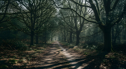 Fototapeta premium path in the forest.