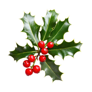 A sprig of holly with red berries on a white background.