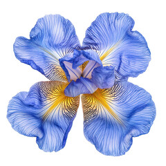 A blue and yellow iris flower with a white background.