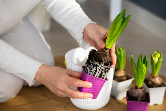 Female hands take hyacinth from container showing good root system and plant it in flower pot indoors. Plant care products, plant nutrition, sustainable gardening. Spring home gardening. Earth Day.