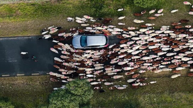 Top down aerial view of a car waiting for a large herd of sheep to cross a rural road, an event showing the intersection of modern transport and traditional agriculturlandscape and livestock migration
