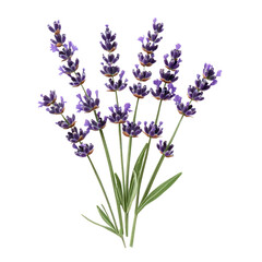 Obraz premium A bouquet of lavender flowers on a white background.