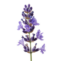A single lavender flower isolated on a white background.
