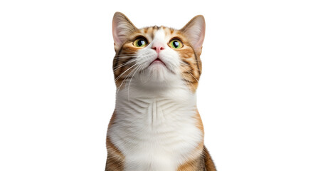 Fototapeta premium Orange and white tabby cat looking up, pet portrait, isolated on white