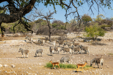 Fototapeta premium Herd of mountain zebras and impalas antelopes , wildlife safari and game drive in Namibia, Africa