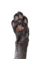 Close up cat paw from blue Savannah cat. Isolated on a white background. © Nynke
