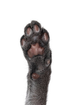 Close up cat paw from blue Savannah cat. Isolated on a white background.