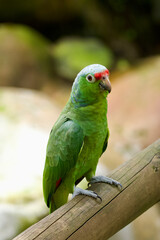 Obraz premium Red-crowned amazon perched on a wood sitck.