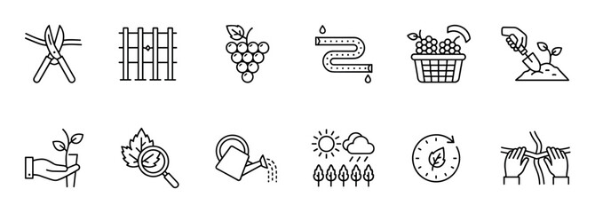 Set of viticulture and winemaking icons illustrates the grape growing process with minimalist thin line symbols for pruning, planting, irrigation, and harvesting