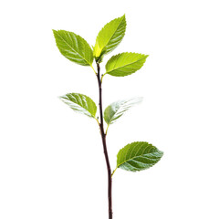 Fototapeta premium A green leafy plant with multiple leaves on a white background.