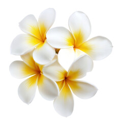 A bouquet of white and yellow plumeria flowers on a white background.